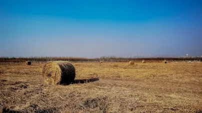 캐쇼롯 카지노 모바일 앱